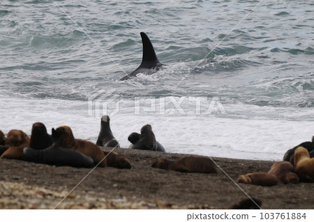 Killer whale hunting sea lions,Peninsula Valdes, Patagonia Argentina 103761884