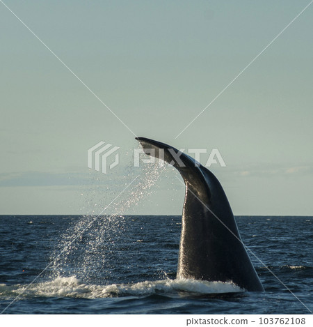 Southern right whale,jumping behavior,  Argentina 103762108