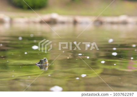 廣島縮景園，一隻綠海龜從池塘里探出頭來 103762297