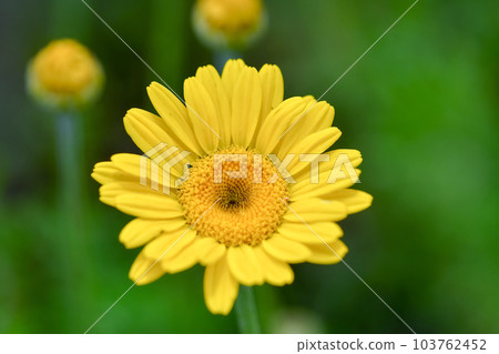 Diamonds Diamonds 103762452