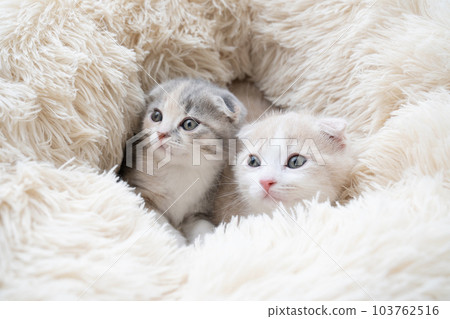 Two Scottish Fold kittens in bed 103762516