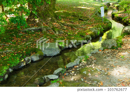 上賀茂神社、升慶園、新綠的葉子 上賀茂神社、升慶園、新綠的葉子 103762677