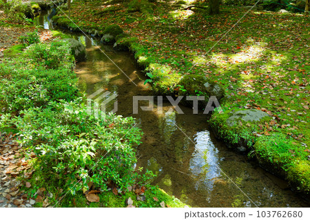上賀茂神社、升慶園、新綠的葉子 103762680