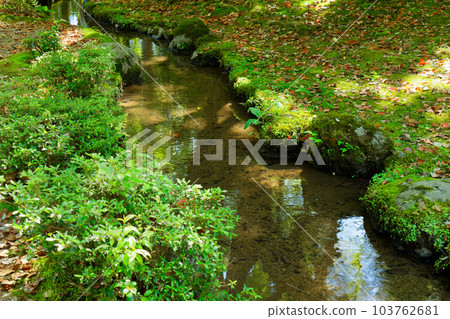 Kamigamo Shrine, Shokeien Garden, fresh green leaves 103762681