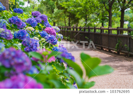 Iwagaike Park, Hydrangea in full bloom <Kariya City, Aichi Prefecture> 103762695