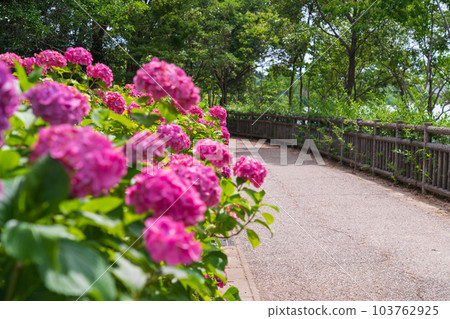 Iwagaike Park, Hydrangea in full bloom <Kariya City, Aichi Prefecture> 103762925