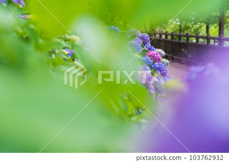 Iwagaike Park, Hydrangea in full bloom <Kariya City, Aichi Prefecture> 103762932