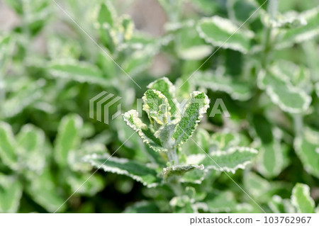 菠蘿薄荷 103762967