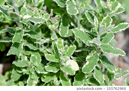 菠蘿薄荷 103762968