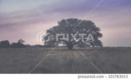 Pampas Landscape Pampas Landscape 103763013