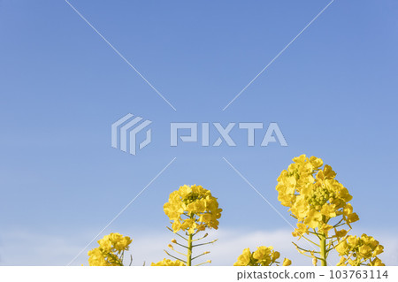 Early spring flowers, rapeseed scenery that shines in the winter sky Early spring flowers, rapeseed scenery that shines in the winter sky 103763114