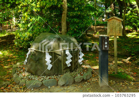 Kamigamo Shrine Negaishi Shokeien Young leaves and fresh greenery Kamigamo Shrine Negaishi Shokeien Young leaves and fresh greenery 103763295