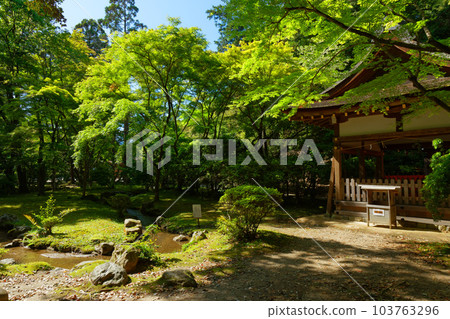 Kamigamo Shrine, Shokeien Garden, fresh green leaves Kamigamo Shrine, Shokeien Garden, fresh green leaves 103763296
