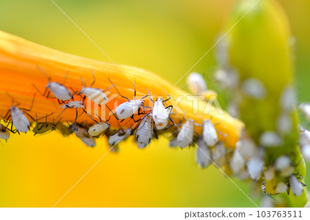 Aphid aphid 103763511