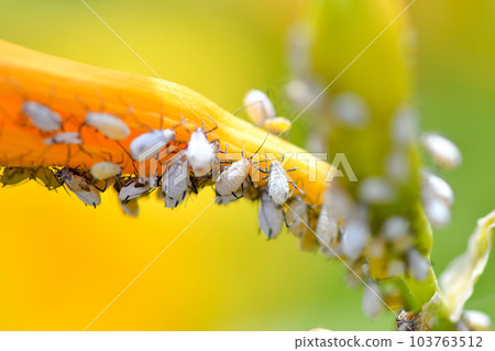 Aphid aphid 103763512