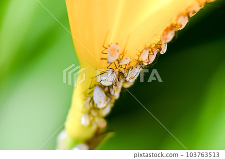 Aphid aphid 103763513