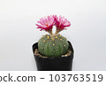Cactus with flowers called "Astrophytum Asterias" 103763519