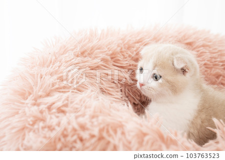 Scottish fold kitten with folded ears in a fluffy bed Scottish fold kitten with folded ears in a fluffy bed 103763523