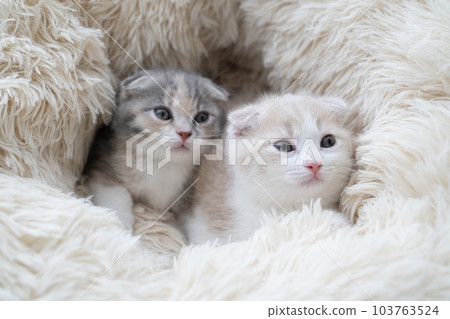 Two Scottish Fold kittens in bed 103763524