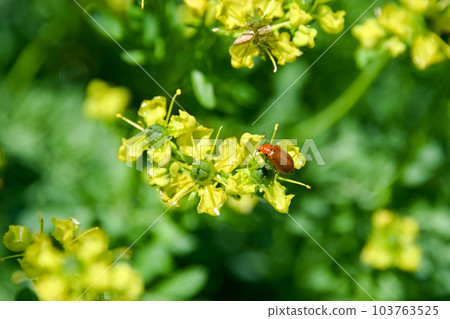 玉米根蟲 玉米根蟲 103763525