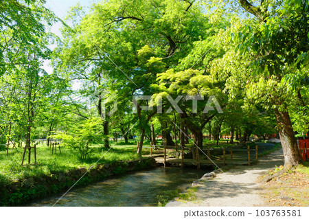 Kamigamo Shrine, Nara-no-Ogawa River, young leaves and fresh greenery Kamigamo Shrine, Nara-no-Ogawa River, young leaves and fresh greenery 103763581