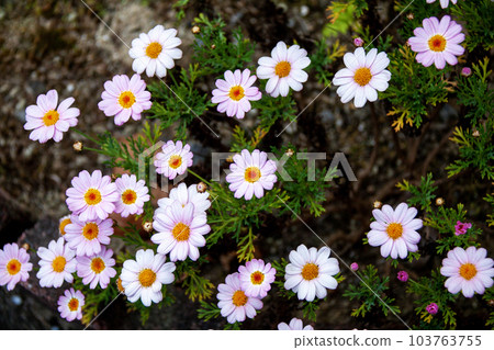Pink marguerite Pink marguerite 103763755