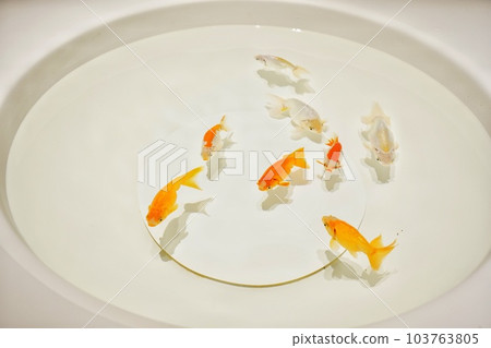 宮島水族館 G7 特別展 宮島水族館 G7 特別展 103763805