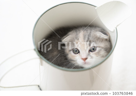 折耳蘇格蘭折耳貓小貓 103763846