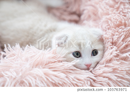 Scottish fold kitten with folded ears in a fluffy bed 103763971