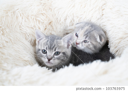 Two Scottish Fold kittens in bed 103763975