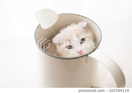 Scottish Fold kitten with folded ears in a jug Scottish Fold kitten with folded ears in a jug 103764119