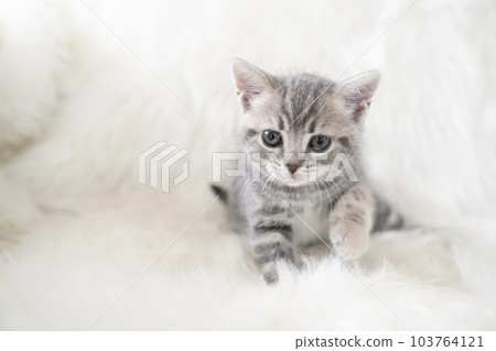 白背蘇格蘭折耳貓,看著相機 白背蘇格蘭折耳貓,看著相機 103764121
