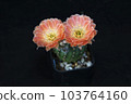 Cactus with flowers called "Lobivia sp." 103764160