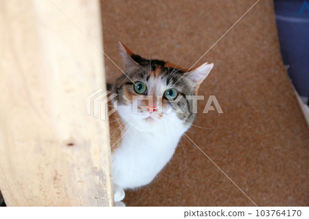 A cute calico cat, a rescue cat of a stray cat who has undergone Sakura cat surgery A cute calico cat, a rescue cat of a stray cat who has undergone Sakura cat surgery 103764170