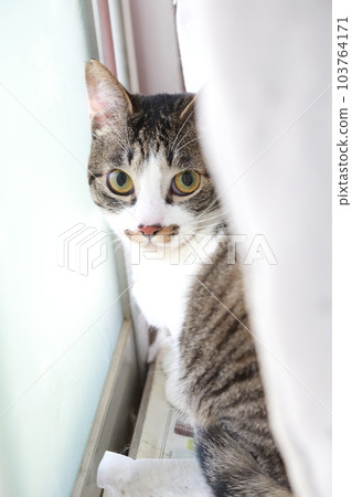 櫻花貓的流浪貓，表情可愛受驚，受保護的貓 103764171