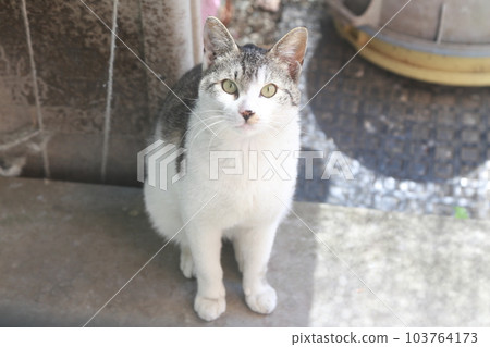 A friendly and cute Saba Tiger stray cat, a protected cat 103764173