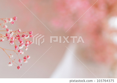 Small pink gypsophila flowers on a blurred soft pink background for background and wallpaper use. 103764375