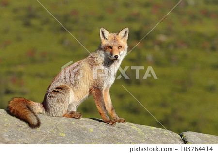 Adorable wild fox in autumn 103764414