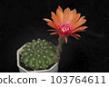 Cactus with flowers called "Lobivia sp." 103764611
