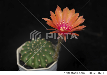 Cactus with flowers called "Lobivia sp." Cactus with flowers called "Lobivia sp." 103764611