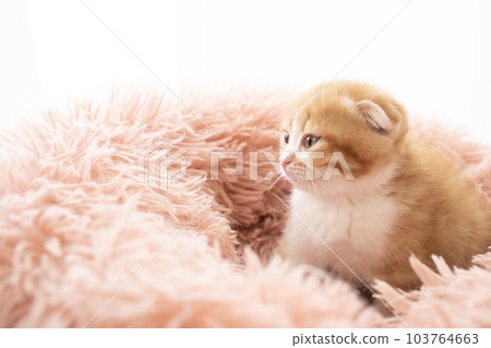Scottish fold kitten with folded ears in a fluffy bed Scottish fold kitten with folded ears in a fluffy bed 103764663