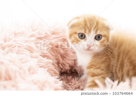 Scottish fold kitten with folded ears in a fluffy bed Scottish fold kitten with folded ears in a fluffy bed 103764664