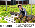 Agribusiness farmer and hydroponic farming concept, Man using pH meter to testing and control water system of hydroponics farm for salad vegetables plantation in greenhouse 103765527