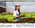 Woman smart farmer holding tablet working and checking organic hydroponic vegetable quality in greenhouse plantation to harvest preparing export to sell 103765528