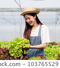 Woman smart farmer holding tablet working and checking organic hydroponic vegetable quality in greenhouse plantation to harvest preparing export to sell 103765529