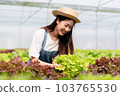 Woman smart farmer holding tablet working and checking organic hydroponic vegetable quality in greenhouse plantation to harvest preparing export to sell 103765530
