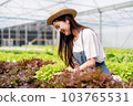 Woman smart farmer holding tablet working and checking organic hydroponic vegetable quality in greenhouse plantation to harvest preparing export to sell 103765531