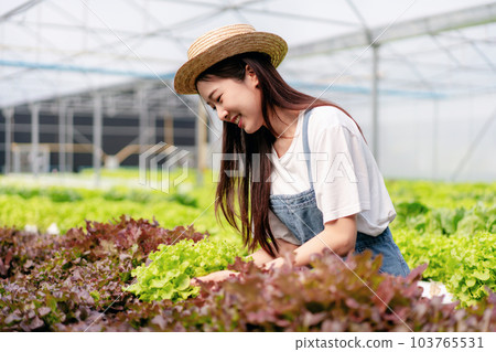 Woman smart farmer holding tablet working and checking organic hydroponic vegetable quality in greenhouse plantation to harvest preparing export to sell 103765531