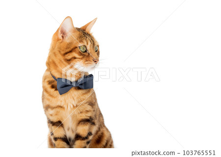 A cute red cat sits in a bow tie on a white background. 103765551