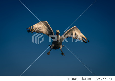 Dalmatian pelican flies spreading feet and wings Dalmatian pelican flies spreading feet and wings 103765974